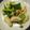 クックあこ's cooksnap of when they made 鶏ささみとキノコのレモン塩風味.
