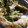 cherry__xo's cooksnap of when they made たらとキャベツときくらげの＊炒め物＊.