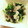となりのミヨミヨ☆'s cooksnap of when they made 塩コショウで食べる豚とほうれん草.