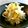 ＊ちいさなしま＊'s cooksnap of when they made 我が家の柚子大根(夏ver).