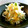 ＊ちいさなしま＊'s cooksnap of when they made 我が家の柚子大根(夏ver).