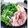 ＴＯＭＯＷＡＴ's cooksnap of when they made 水菜でさっぱり♪豚肉で作るはりはり鍋.