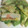 もっくりりん's cooksnap of when they made 白菜とアスパラのたらこ炒め.