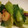 クックQXCOV0☆'s cooksnap of when they made 海老と青梗菜のピリ辛炒め.