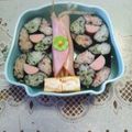 しーこーママ's cooksnap of when they made お花の海苔巻き.