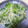 MofeMofee's cooksnap of when they made 三つ葉と大根の柚子胡椒なおひたし.