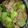 ★くまた★☆'s cooksnap of when they made 豚＊青梗菜入りでおうどん.
