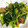 もんちもんち's cooksnap of when they made 牛こま切れ肉と水菜の炒め物.