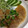のんちゃんのり弁's cooksnap of when they made 簡単！手羽元のみぞれ煮.