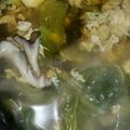 ぱんさぉ's cooksnap of when they made 白菜とたまごの食べるスープ.
