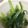 凪なぎ's cooksnap of when they made 春菊の爽やかお浸し♪.