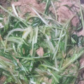 のっこ1017's cooksnap of when they made 簡単1品♪水菜とツナ缶の炒め物.