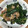 ゆみまさママ's cooksnap of when they made 塩麹豚肉とちぢみ法蓮草の中華風香り炒め.