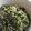 野菜のはたけ's cooksnap of when they made 大根葉とじゃこのふりかけ.