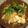 ｋｏｒｏｋｏｒｏ's cooksnap of when they made フキノトウのクリームチーズ和え.