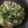 ピンキーsaya's cooksnap of when they made 簡単♪チンゲン菜の炒め物♡あっさり風.
