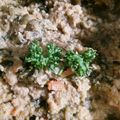 みーぽこちゃん's cooksnap of when they made 簡単♪美味しい♪卯の花。.