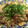 じゅりん♪'s cooksnap of when they made 豚コマ肉のさっぱり梅炒め.