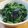 daikanon's cooksnap of when they made 韓国海苔で！ほうれん草ナムル.