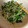 ☆chocola's cooksnap of when they made 新食感☆オクラの新芽のごま和え.