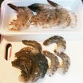 どんぐり娘's cooksnap of when they made 超・簡単！エビの殻むき術☆.