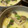 Snowy Ｏｗｌ's cooksnap of when they made シンプル茶碗蒸し＊白だしをつかって.