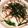 ＬＯＶＥＤＯＧＳ's cooksnap of when they made ほうれん草の明太・とろろかけ♪.