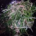 リリリエッコ's cooksnap of when they made さっぱり水菜サラダ♪.