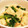 モリリエ's cooksnap of when they made 柔らか鶏むね肉と青梗菜のごま風味.