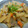 reiyan1956's cooksnap of when they made 母直伝*赤貝と大根の煮物.