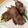 れーこっぷ's cooksnap of when they made 牛肉ネギ巻きすき焼き風.