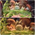 だみちゃん♡'s cooksnap of when they made 大根おろしアート☆白菜豚肉ミルフィーユ鍋.