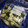 55yummy's cooksnap of when they made 簡単きゅうりと大根のシソ風味漬物.