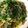 milletury's cooksnap of when they made しらすと水菜のパスタ.