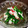 ぼんちゅう食堂's cooksnap of when they made 菜の花と長芋の梅肉和え.