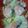 クック1PNL8C☆'s cooksnap of when they made 簡単☆鮭とキャベツのスチーマー蒸し.
