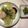 gaviota's cooksnap of when they made 椒麻(じゃおま)ソース（基本）.