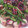 ハシエル's cooksnap of when they made にんにくの芽とタコの韓国風炒め.