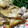 ユーロン's cooksnap of when they made 豚のしょうが焼き.