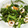 はいりほう's cooksnap of when they made 春菊とちくわの胡麻和え.