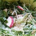 LovePiano's cooksnap of when they made リンゴと水菜とヨーグルトのサラダ.