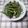 アタックひめちゃん's cooksnap of when they made ★こごみをゴマドレで★.