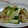 myukitty's cooksnap of when they made 鶏皮のねぎ炒め♪.