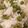 nonpy96's cooksnap of when they made 豆ご飯.