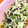 まちゃみ1225's cooksnap of when they made 簡単♪美味しい♪きゅうりの酢の物.
