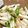 mocoann430's cooksnap of when they made 長いもと水菜の梅サラダ.
