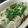 泰美拳玲's cooksnap of when they made ナスの豚肉巻き＠胡麻紫蘇風味.