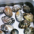 さくら1128's cooksnap of when they made 簡単✤あさりの砂抜き✤.