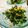 shokotang's cooksnap of when they made 豆苗とコーンのナムル.