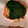 のっぴぃ＊'s cooksnap of when they made ふわふわ☆めんたいつくねの大葉焼き.